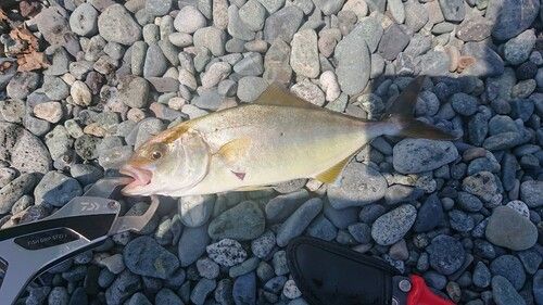 ショゴの釣果