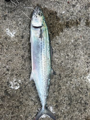 サゴシの釣果