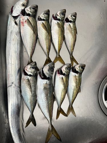 タチウオの釣果