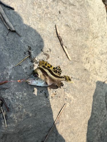 コショウダイの釣果