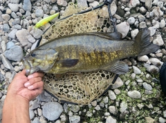 スモールマウスバスの釣果