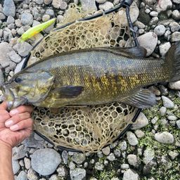 スモールマウスバス