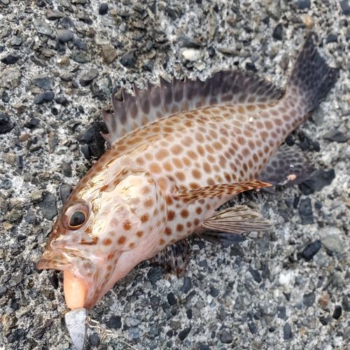 オオモンハタの釣果