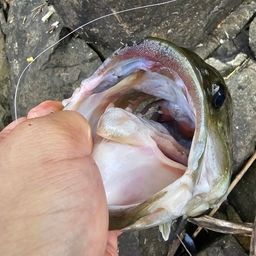 ブラックバス