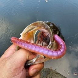 ブラックバス
