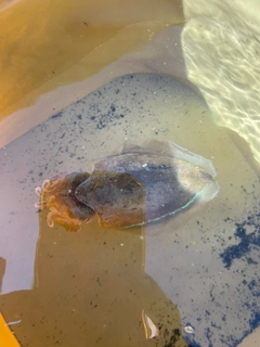 コウイカの釣果