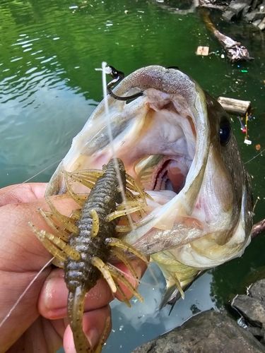 ブラックバスの釣果