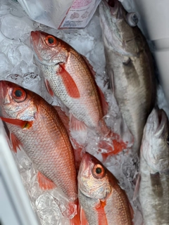 アカムツの釣果