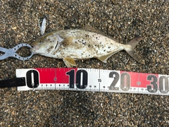 ショゴの釣果