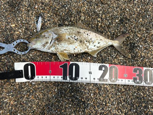 ショゴの釣果