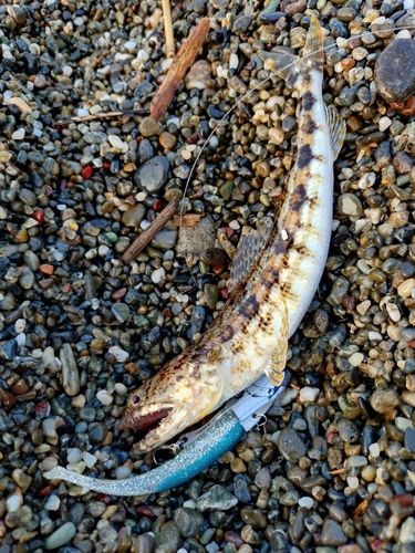 エソの釣果