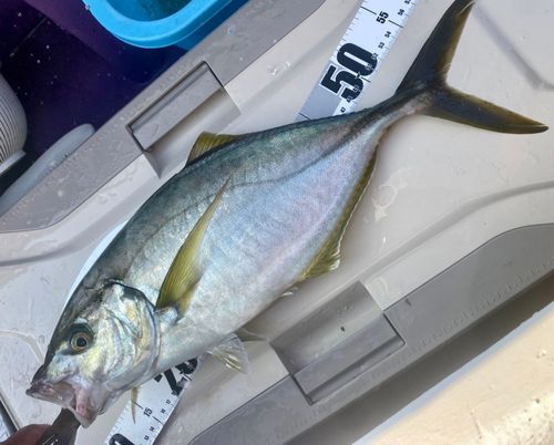 シマアジの釣果