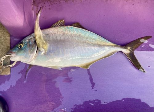 シマアジの釣果
