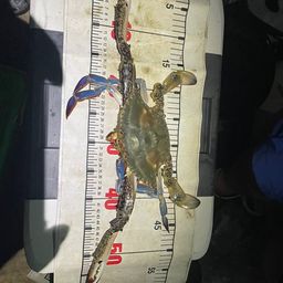 ワタリガニ