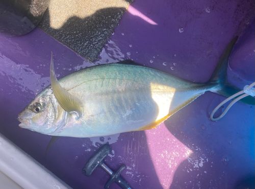 シマアジの釣果