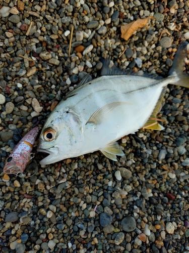 メッキの釣果