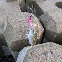 サバ