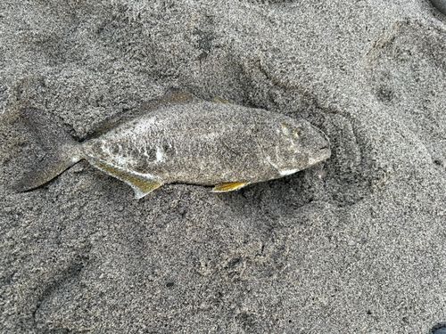 ショゴの釣果