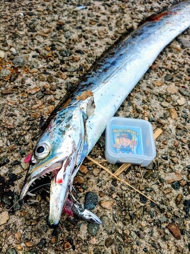 タチウオの釣果