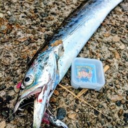 タチウオ
