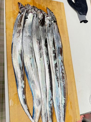 タチウオの釣果