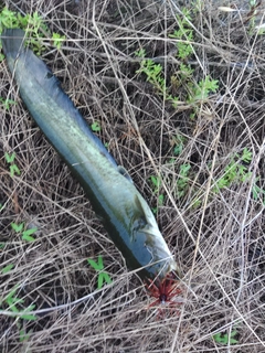 ナマズの釣果
