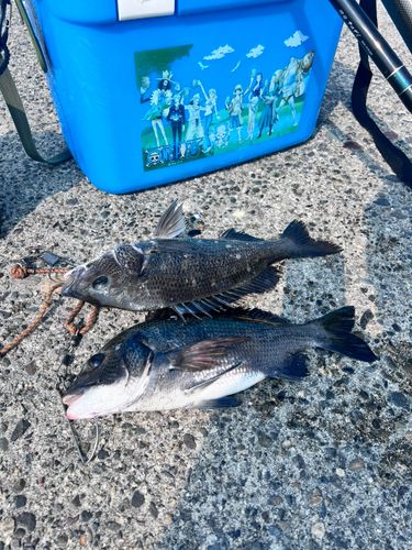 クロダイの釣果