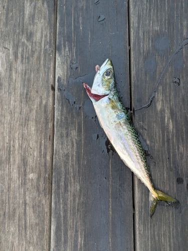 サバの釣果