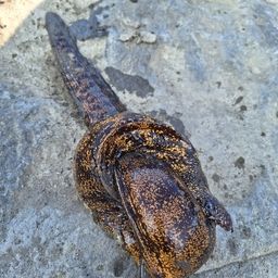 ウツボ