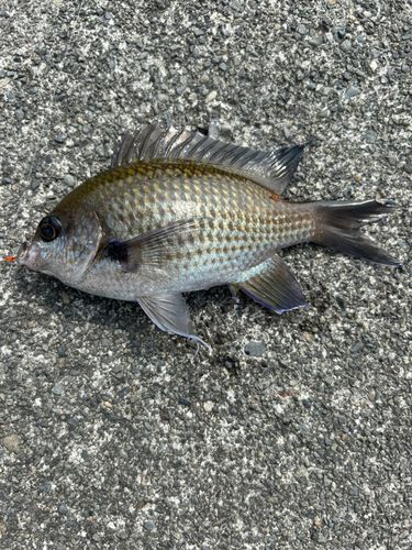 ミノカサゴの釣果