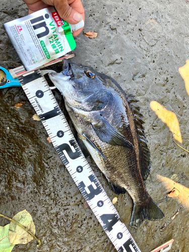 クロダイの釣果