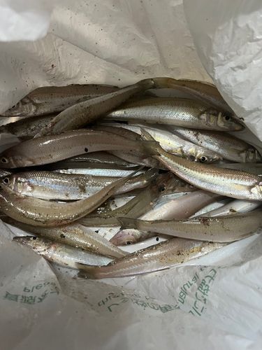 キスの釣果