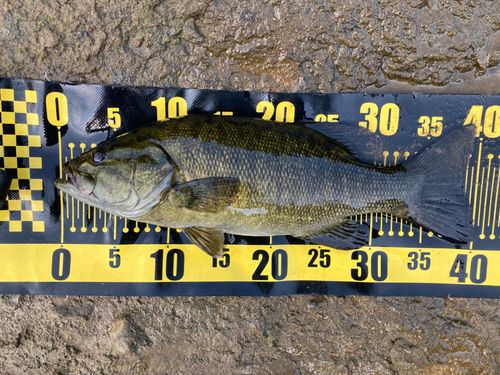 スモールマウスバスの釣果