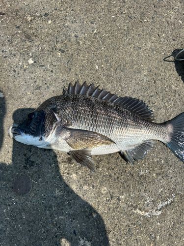 クロダイの釣果
