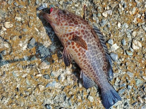 オオモンハタの釣果