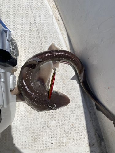 サメの釣果