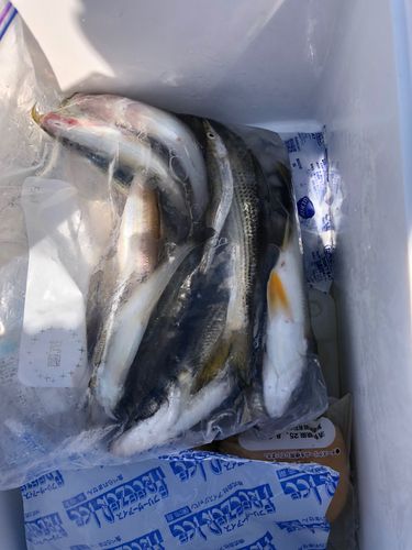 キスの釣果