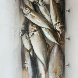 アジ