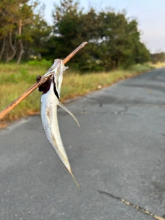 マアジの釣果