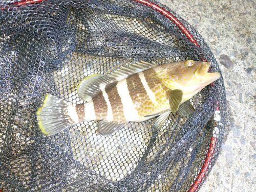 アオハタの釣果