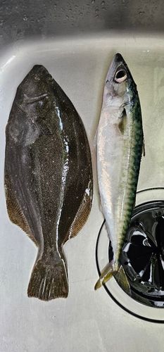 ヒラメの釣果