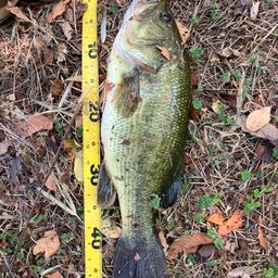 ラージマウスバス