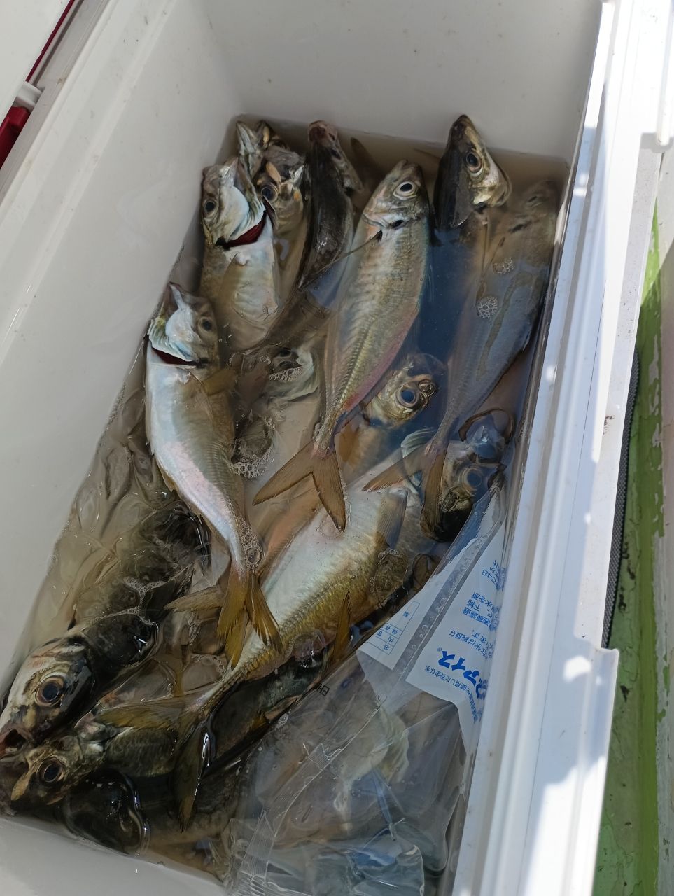 木更津の雀鬼さんの釣果 1枚目の画像