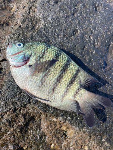 オヤビッチャの釣果