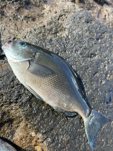 メジナの釣果