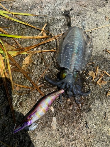 アオリイカの釣果