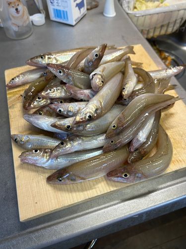 キスの釣果