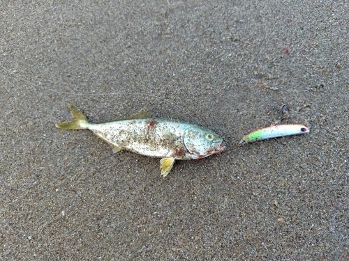 ワカシの釣果