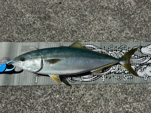 イナダの釣果