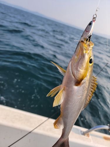 イサキの釣果